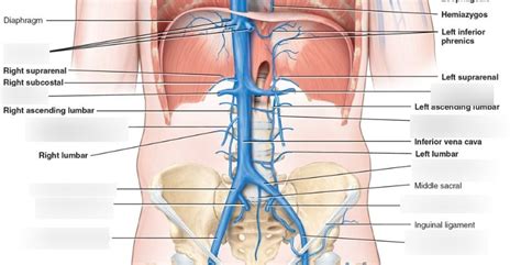 Vein Abdomen Diagram Quizlet