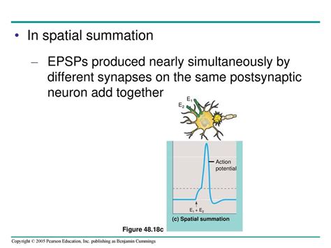 Chapter 48 Nervous Systems Ppt Download