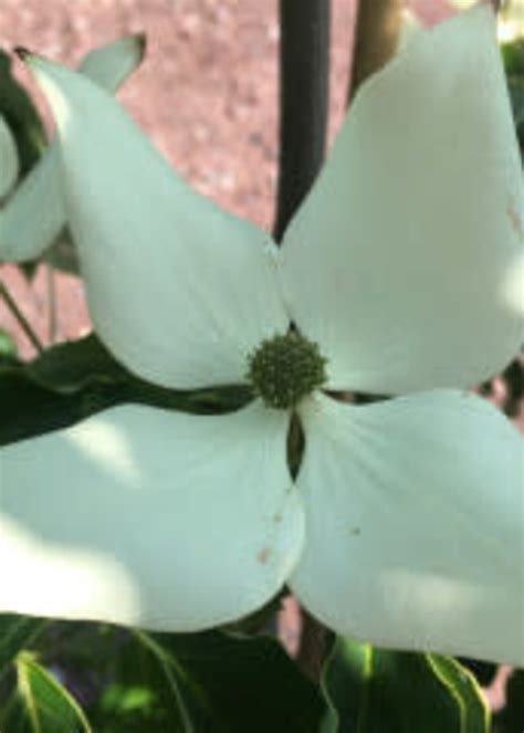 Cornus kousa Dogwood - Kousa, #3 - Behmerwald Nursery