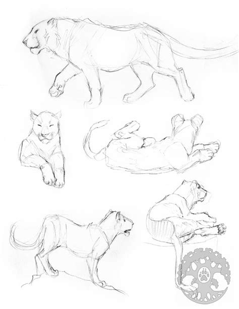 Animal Anatomy sketches - 5 by Shadow-Wolf on DeviantArt