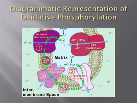 Ppt 42 Cellular Respiration Powerpoint Presentation Free Download Id6265091