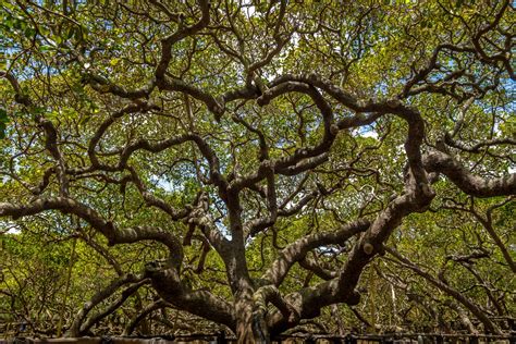 Worlds Largest Cashew Tree Pirangi Rio Grande Do Norte Brazil