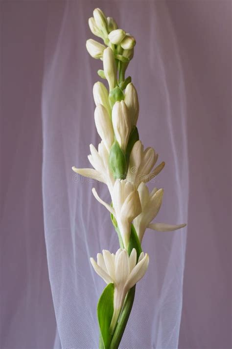 Flores Hermosas Tuberosa O Agave Amica Polianthes Tuberosa Foto De