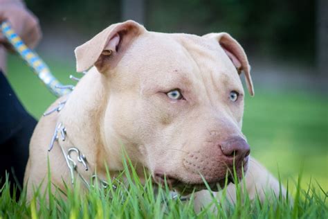 How Long Is A Pitbull Pregnant Bullypaws Org