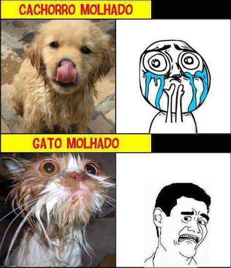 Gato《《《 Cachorro Meme Subido Por Melcachorra Memedroid