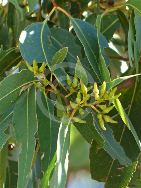 Eucalyptus Fibrosa Broad Leaf Red Ironbark Information And Photos