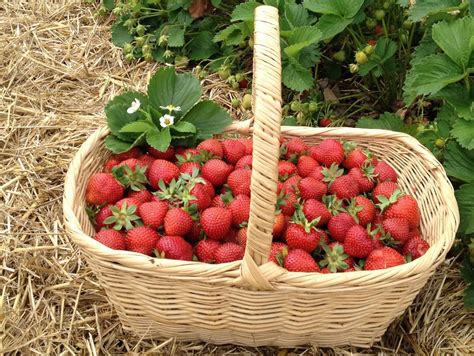 Erdbeeren Pfl Cken Familie Wolf Spargel Erdbeeren Pfel