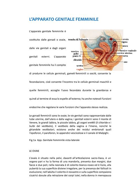 Apparato Genitale Femminile Lapparato Genitale Femminile L Apparato