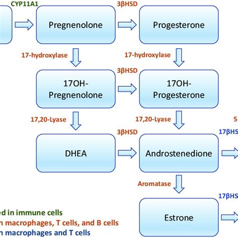 Steroidogenic Enzymes Involved In The De Novo Synthesis Of Sex Steroids