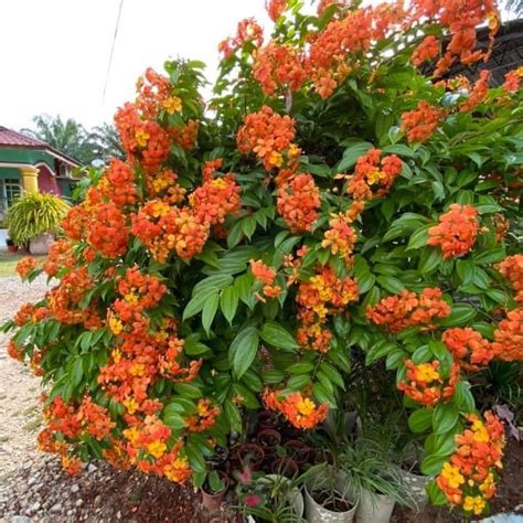 Anak Pokok Bunga Bauhinia Kockiana