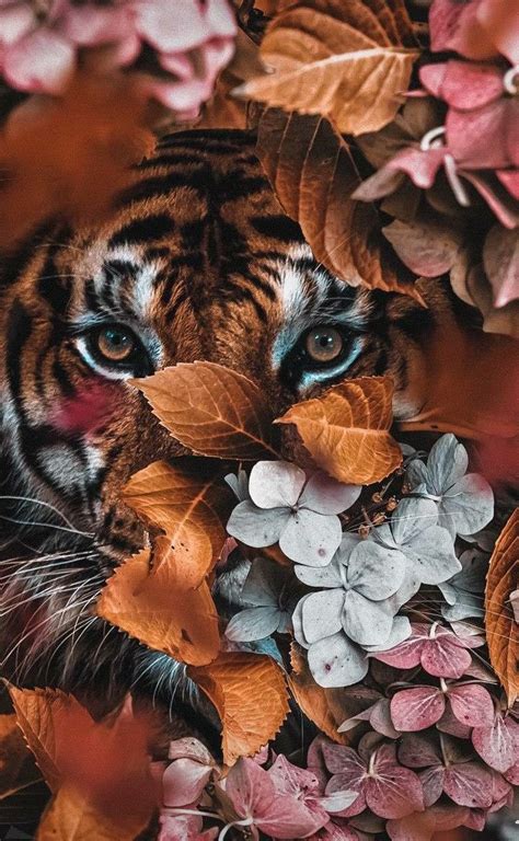 Pin by Teri C. on ♥️ My love for Tiger's ♥️ | Animal wallpaper, Most ...