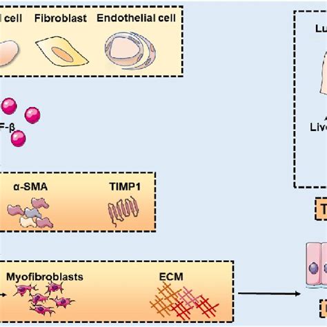 Crosstalk Between Tgf βsmad And Other Pathways In Tissue Fibrosis Download Scientific Diagram