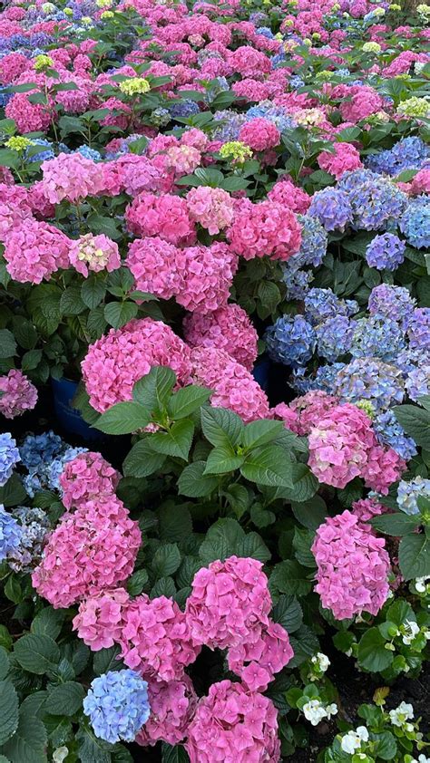 Pumphouse Park NYC Hydrangeas Nyc Park Nyc Sightseeing