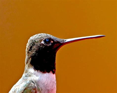 Hummingbird Anatomy - An Easy Guide for Bird Watchers