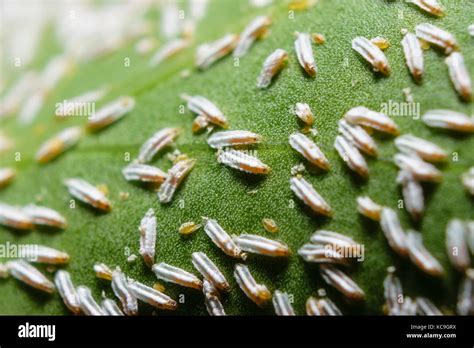 Insect Eggs Hi Res Stock Photography And Images Alamy