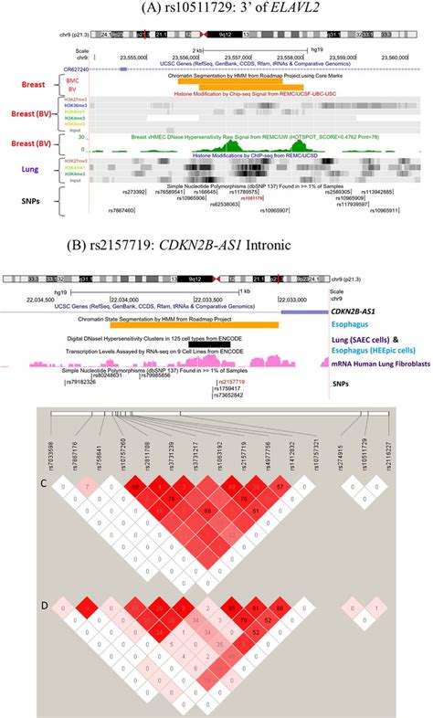 Snp Function Annotation Using Ucsc Genome Browser And Ld Structure Of