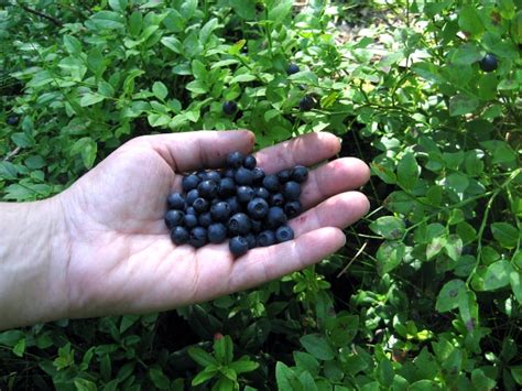 Bilberry: Origins - Consumption - Nutrition Facts - Health Benefits