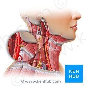 Lingual artery: Anatomy, branches, supply | Kenhub