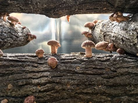 Growing Shiitake Mushrooms In A Greenhouse With Fogwood Foods