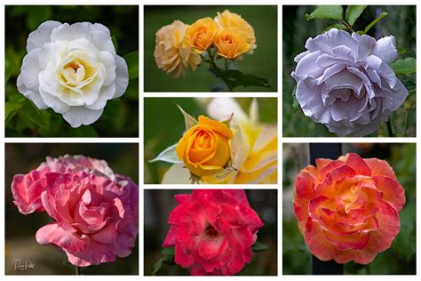 Flowers – Roses | Photos by Ravi