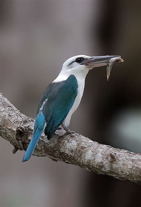 Beach Kingfisher Todiramphus Saurophagus 白头翡翠 Beautiful Birds Bird