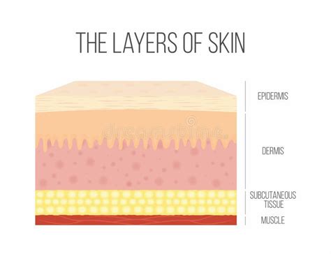 Skin Layers Healthy Normal Human Skin Stock Vector Illustration Of