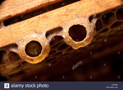 Queen Larvae High Resolution Stock Photography And Images Alamy