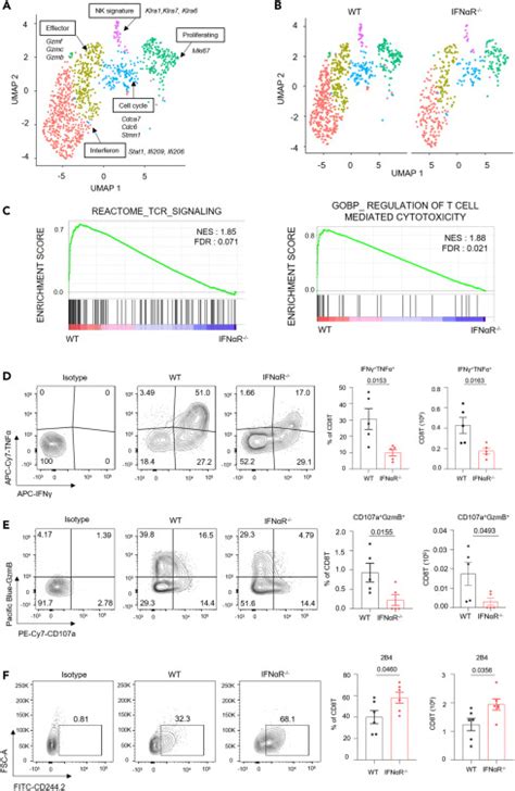 Type I Interferon Signaling Regulates Myeloid And T Cell Crosstalk In