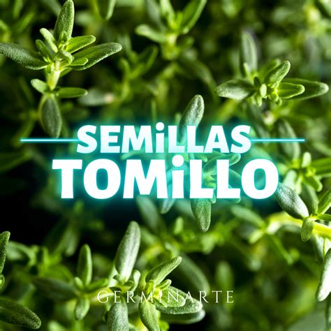 Semilla Tomillo Germinartemex