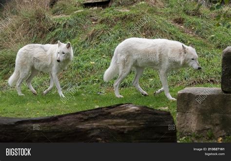 Big White Wolves Image And Photo Free Trial Bigstock