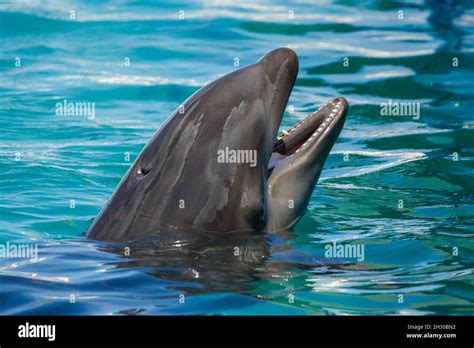 A wolphin or wholphin is an extremely rare hybrid born from a mating of ...