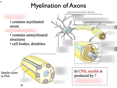 Myelination of Axons Diagram | Quizlet