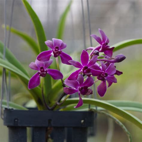 Neo Falcata Orchid