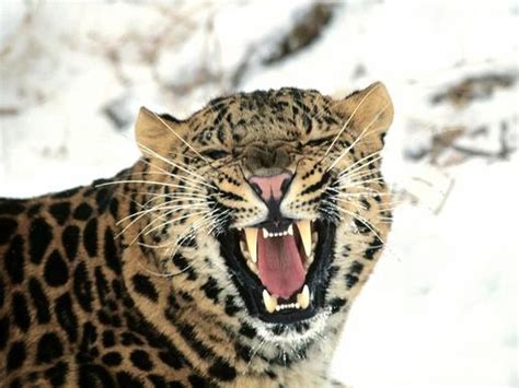 Food Chain The Amur Leopard