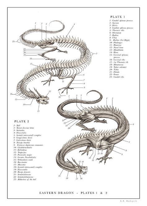 Eastern Dragon Drawing