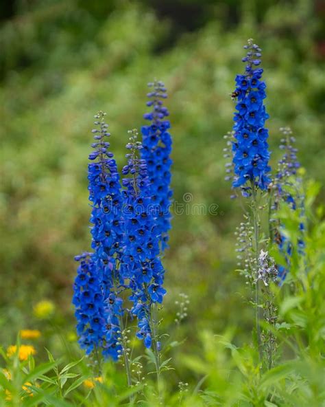 Deep Blue Delphiniums In A Cottage Garden Stock Photo Image Of Deep