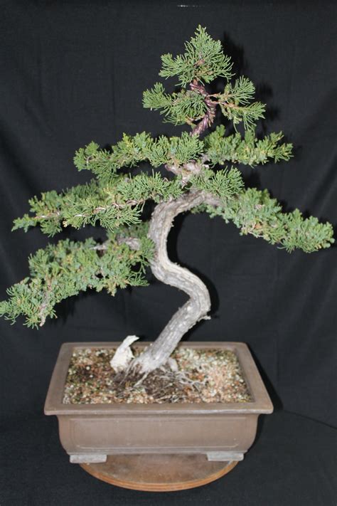 Prostrata Juniper Bonsai and San Jose Juniper Bonsai | kuromatsubonsai.com