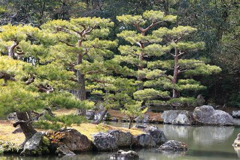 Japanese garden at famous Kinkakuji 9565815 Stock Photo at Vecteezy