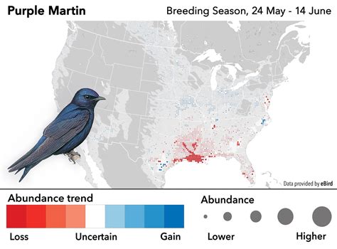 The Purple Passion Of North Americas Purple Martin Landlords