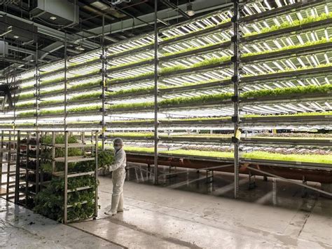 Секрет успеха вертикальных ферм: вердикт учёных | Умная ферма Gronics ...
