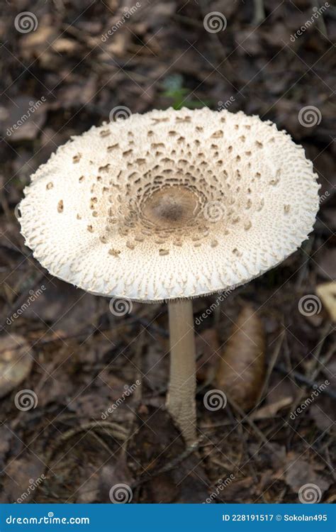 Um Belo Cogumelo Venenoso Cresce Na Floresta Toadela Branca Cogumelo