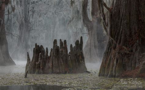 Spanish Moss On The Bald Cypress Trees Lake Martin Louisiana Us 024