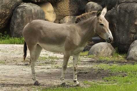 Somali Wild Ass Equus Africanus Somaliensis Their Coat I Flickr