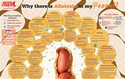 Aflatotxin Peanuts