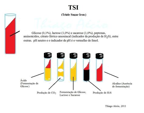 CONCURSOS EBSERH: Ágar TSI (Triple Sugar Iron)