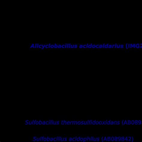 Phylogenetic Tree Highlighting The Position Of A Acidocaldarius Ia