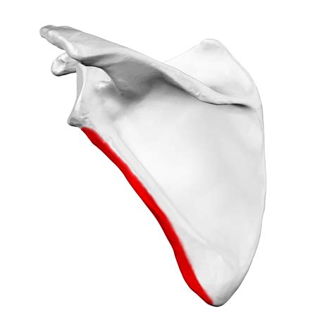 File:Lateral border of left scapula01.png - Wikimedia Commons