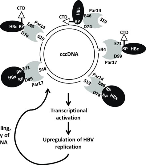 The Hbv Cccdna Minichromosome Associates With Histone And Non Histone