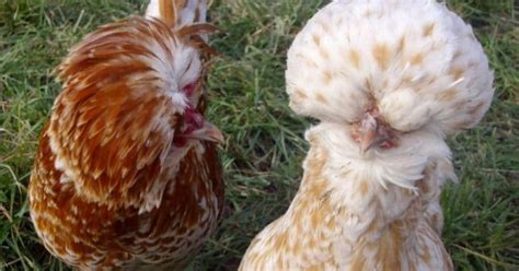 La Poule Padoue Une Poule Au Look Princier Mes Poules