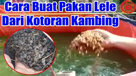 Cara Buat Pakan Lele Dari Kotoran Kambing Pakan Alternatif Lele YouTube